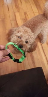 Karl review photo