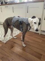 Wilfred review photo