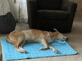 Alisha review photo