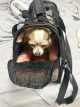 Aline review photo