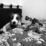 Odin review photo