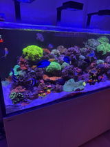 Al Rosen's Reef Tank review photo