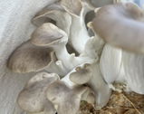 Elke Weingardt review photo