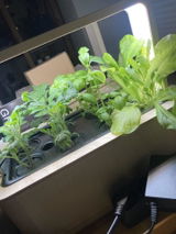 Anonym review photo