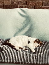 Grannie Cat review photo