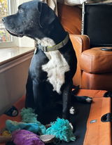Newts mom review photo