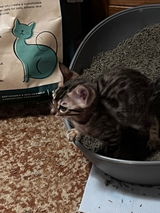Marvelcats Bengals review photo
