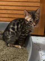 Marvelcats Bengals review photo