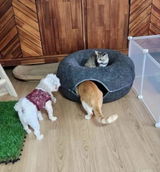 Comfort Cozy Donut Bed and Tunnel for Cats