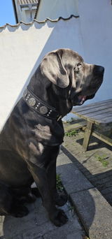 Lasse Queenston review photo