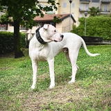 Stefano Ferruggiara review photo