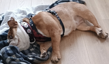 Larking and Daisy review photo