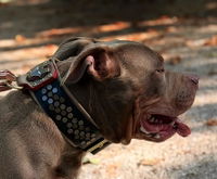 Irondog Collar