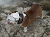 Eddie Dib review photo