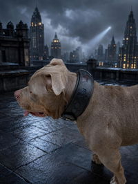 BATDOG collar