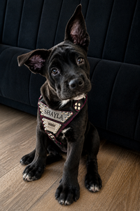 The "Metal" harness- Personalized!