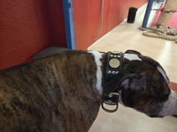The "Maximus" collar 2.5 inch wide black & gold