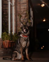 sitka_shep_x review photo
