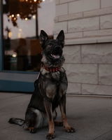 sitka_shep_x review photo
