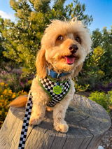 @teddy_theweeniepoo &.M. review photo