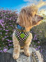 @teddy_theweeniepoo &.M. review photo