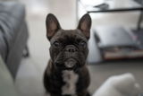 Luna review photo