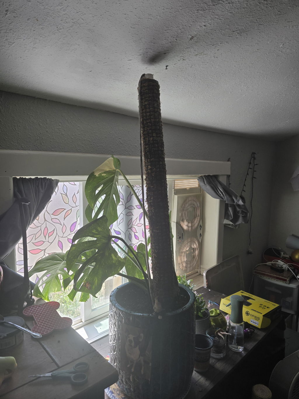 Self Watering Moss Pole with Stabilizing Base
