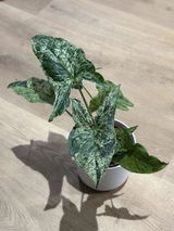 @ems_plantyhome review photo