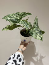 @ems_plantyhome review photo