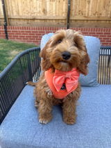 Maplethecockapoo review photo