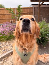 Oliveretriever review photo