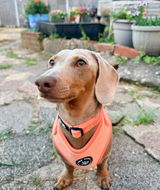 Louie review photo