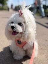 Bonnie review photo