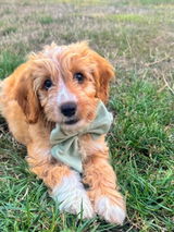 Maisie Poo review photo