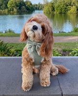 @itsbertiebradley review photo