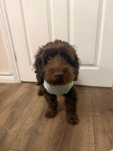 Coco_cockapoo_1 review photo