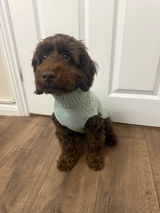 Coco_cockapoo_1 review photo