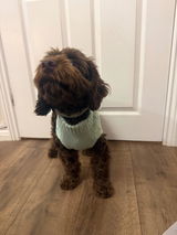 Coco_cockapoo_1 review photo