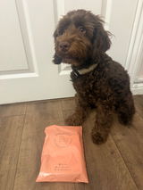 Coco_cockapoo_1 review photo