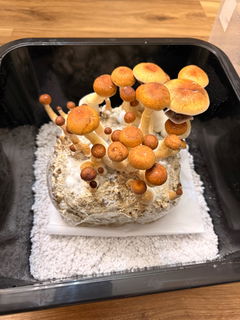 All-in-One Mushroom Grow Bag & LC Combo