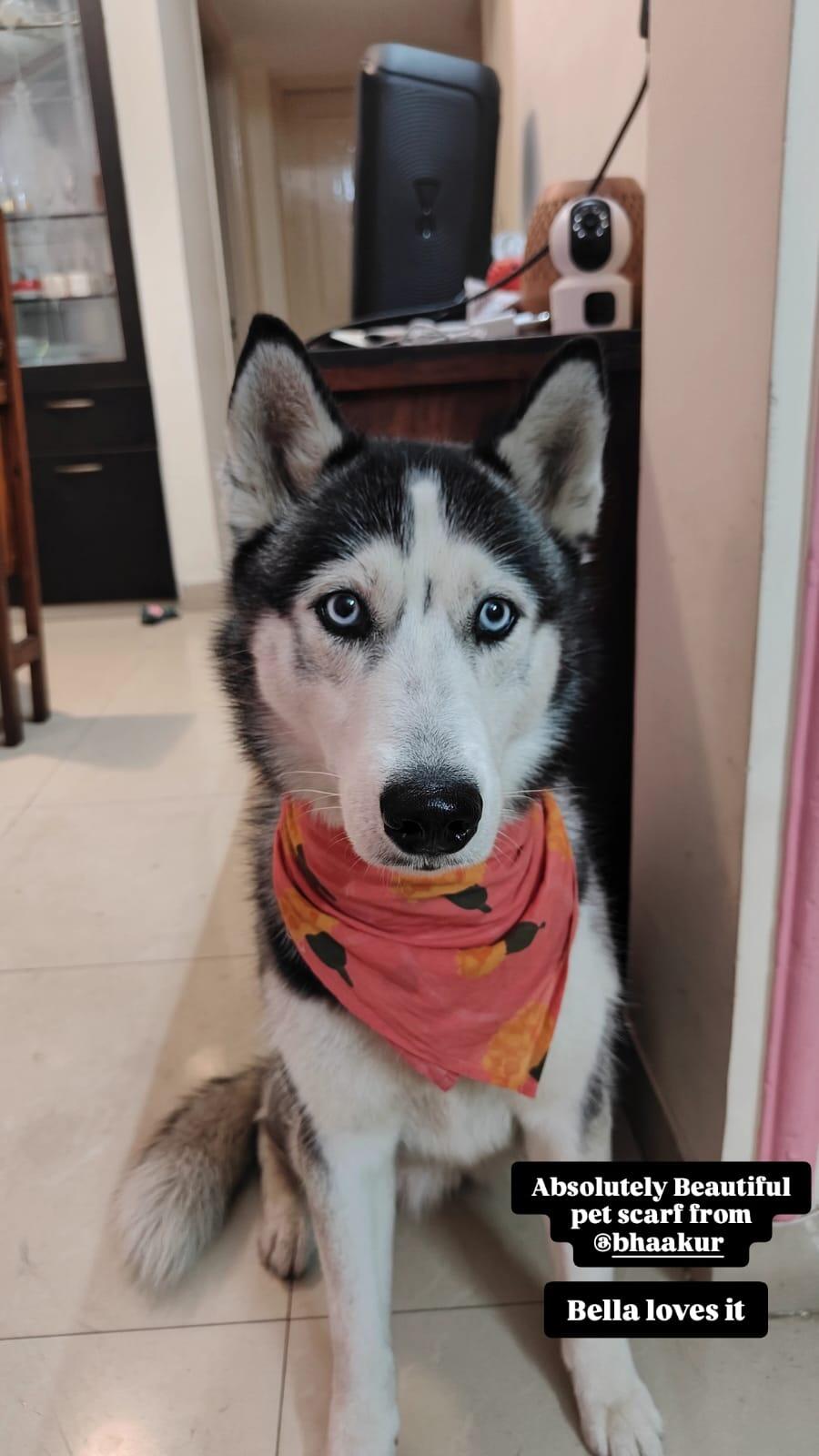 Organic Cotton Marigold Pink Scarf for Pets