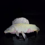 Carp Wrangler review photo