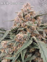 Bob Peters review photo