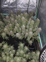 KT-nugs review photo