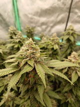 KT-nugs review photo