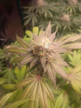 Lemon Banana Truffles review photo