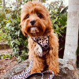 Renae review photo
