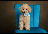 Scampi t.s. review photo