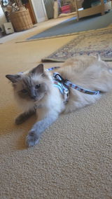 FurrMum review photo