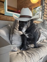 Lawyer Dog review photo